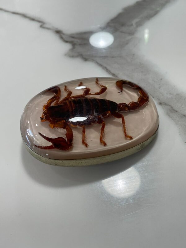 SCORPION RESIN AND SILVER BELT BUCKLE MADE IN MEXICO