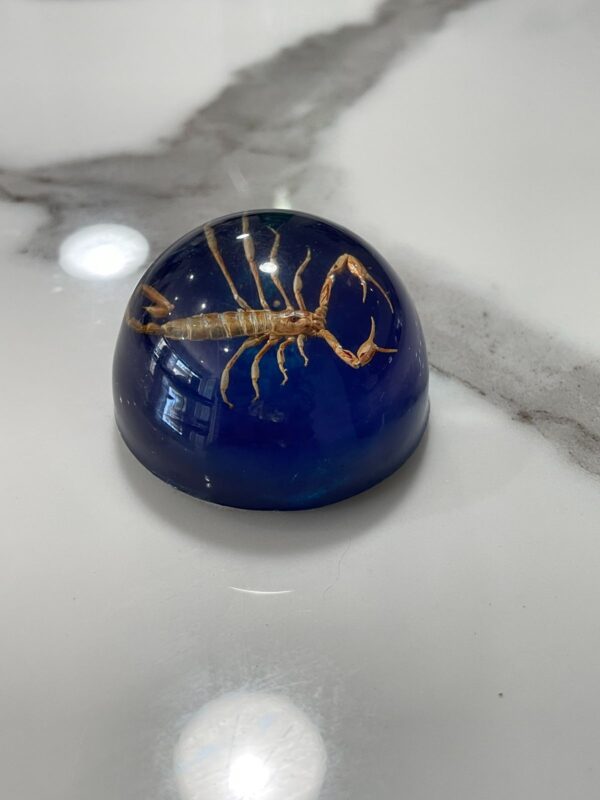 SCORPION RESIN DESK PAPER WEIGHT